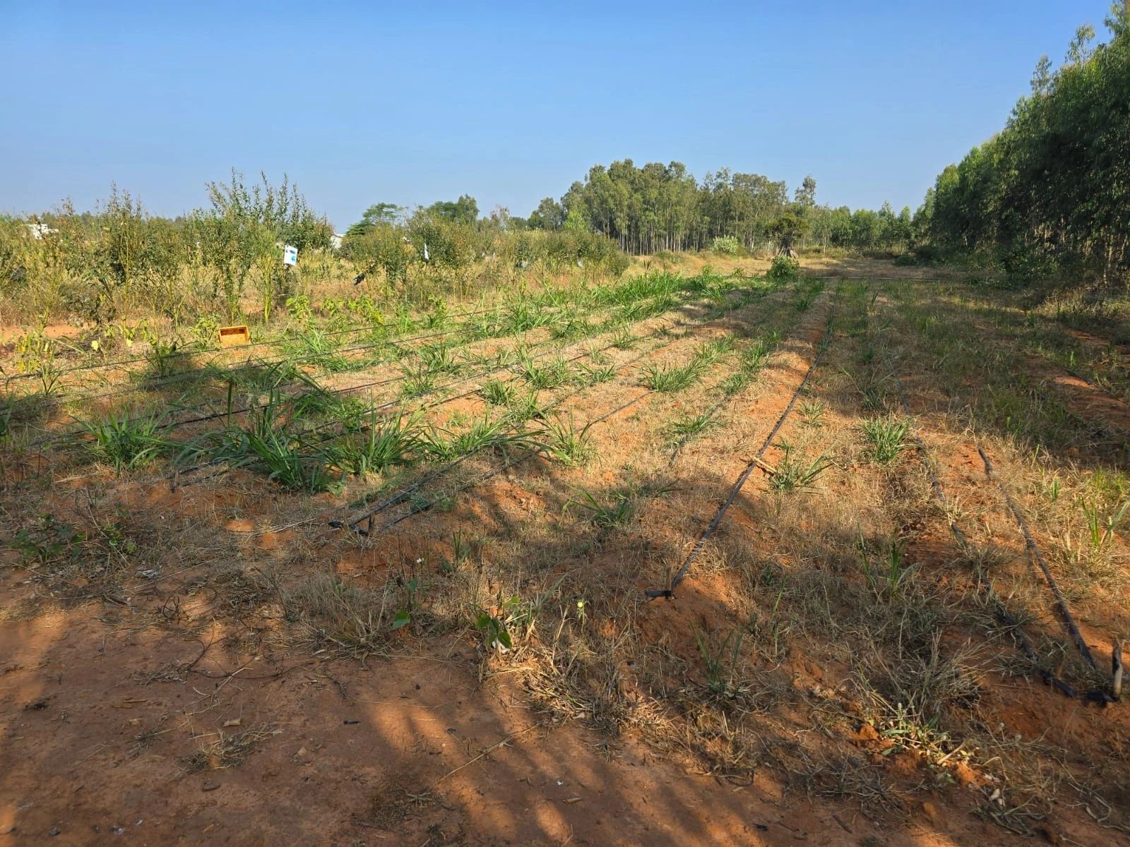 MMD farmland with drip irrigation lines and young orchard plantation